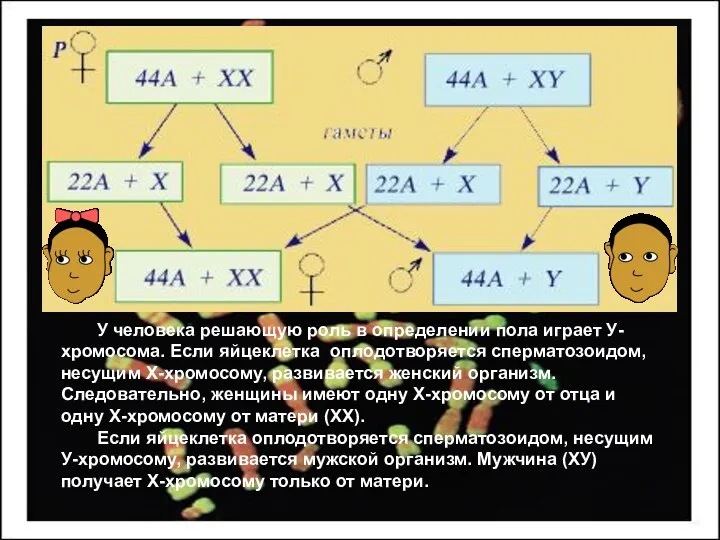 У человека решающую роль в определении пола играет У-хромосома. Если