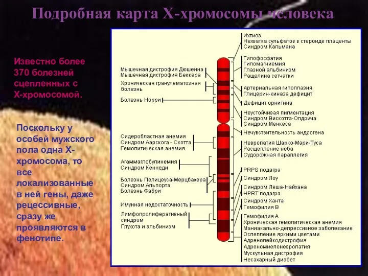 Подробная карта Х-хромосомы человека Известно более 370 болезней сцепленных с