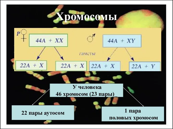 Хромосомы У человека 46 хромосом (23 пары)_ 22 пары аутосом 1 пара половых хромосом