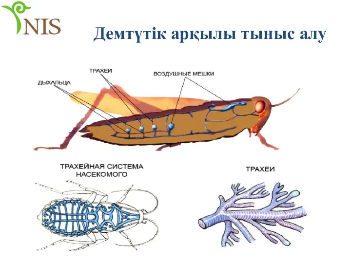 Демтүтік арқылы тыныс алу