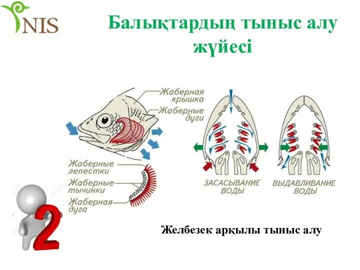 Балықтардың тыныс алу жүйесі Желбезек арқылы тыныс алу