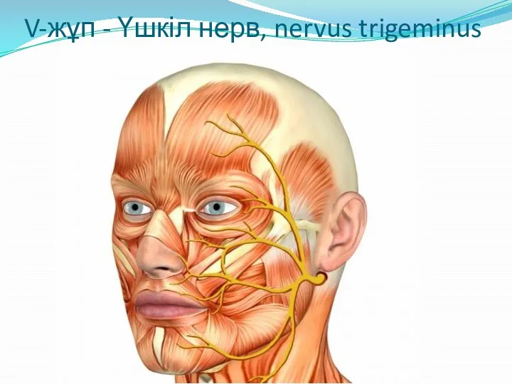 V-жұп - Үшкіл нерв, nervus trigeminus