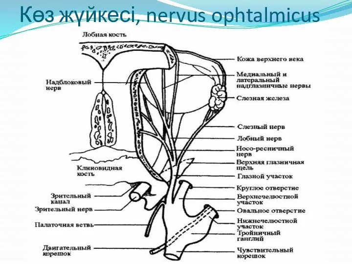 Көз жүйкесі, nervus ophtalmicus