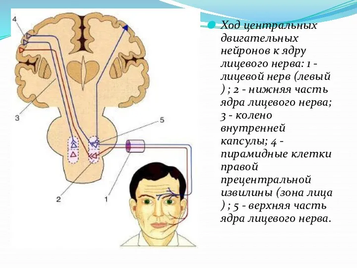 Ход центральных двигательных нейронов к ядру лицевого нерва: 1 -