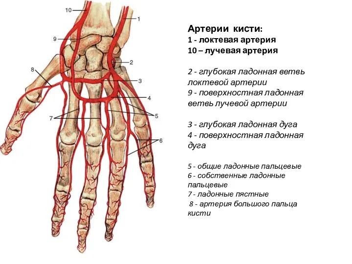 Артерии кисти: 1 - локтевая артерия 10 – лучевая артерия