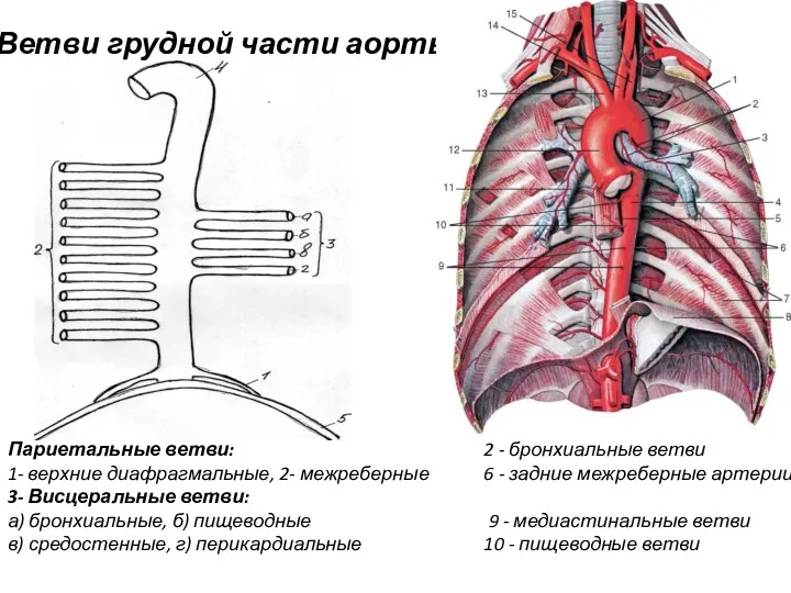 Ветви грудной части аорты Париетальные ветви: 1- верхние диафрагмальные, 2-