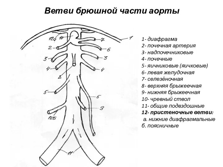 Ветви брюшной части аорты 1- диафрагма 2- почечная артерия 3-