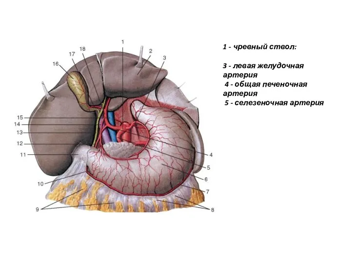1 - чревный ствол: 3 - левая желудочная артерия 4