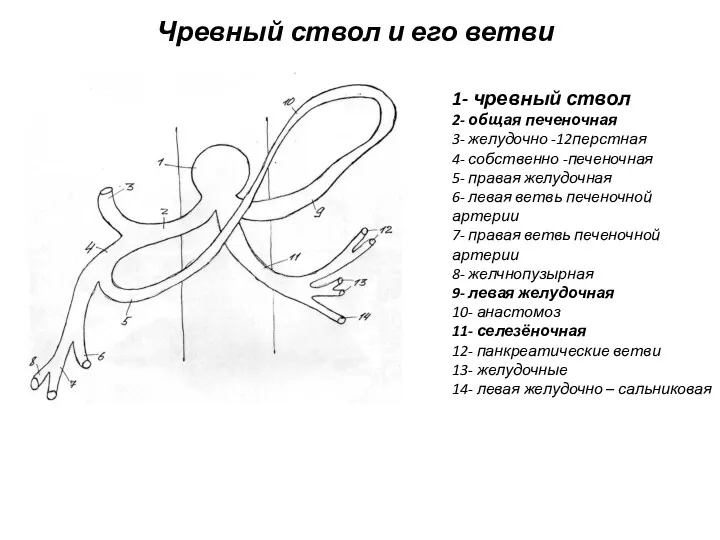 Чревный ствол и его ветви 1- чревный ствол 2- общая