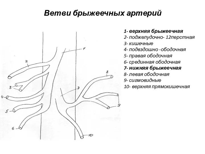 Ветви брыжеечных артерий 1- верхняя брыжеечная 2- поджелудочно- 12перстная 3-