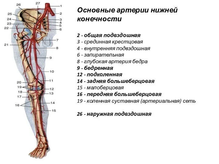 Основные артерии нижней конечности 2 - общая подвздошная 3 -