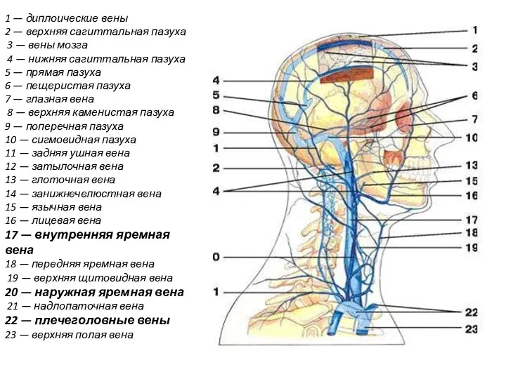 1 — диплоические вены 2 — верхняя сагиттальная пазуха 3