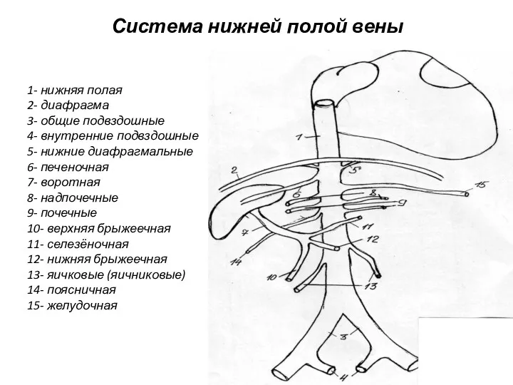 Система нижней полой вены 1- нижняя полая 2- диафрагма 3-