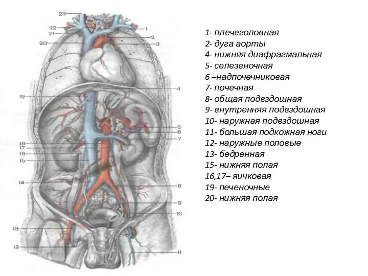 1- плечеголовная 2- дуга аорты 4- нижняя диафрагмальная 5- селезеночная