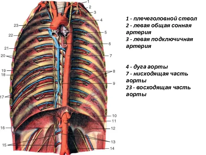 1 - плечеголовной ствол 2 - левая общая сонная артерия