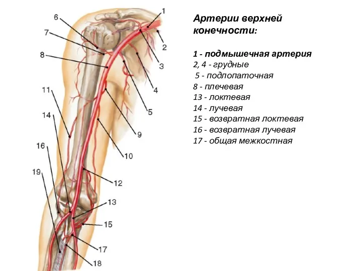 Артерии верхней конечности: 1 - подмышечная артерия 2, 4 -