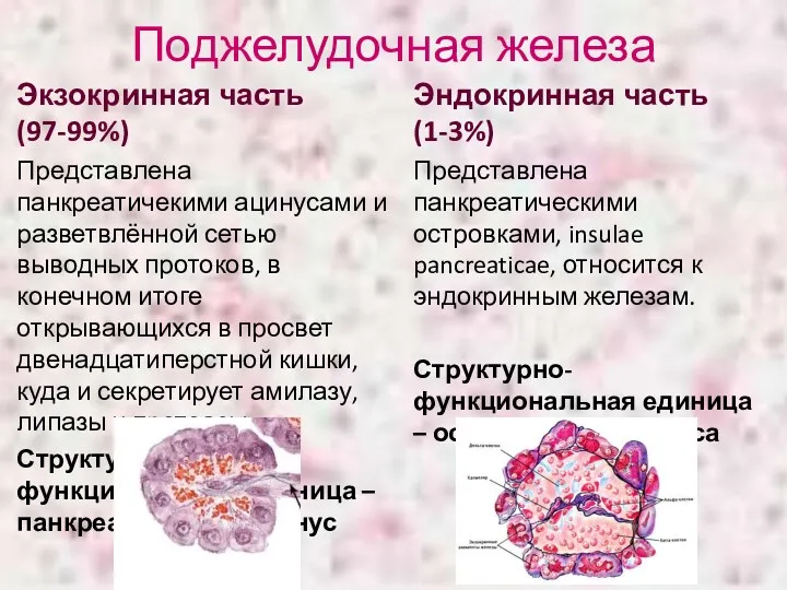 Поджелудочная железа Экзокринная часть (97-99%) Представлена панкреатичекими ацинусами и разветвлённой