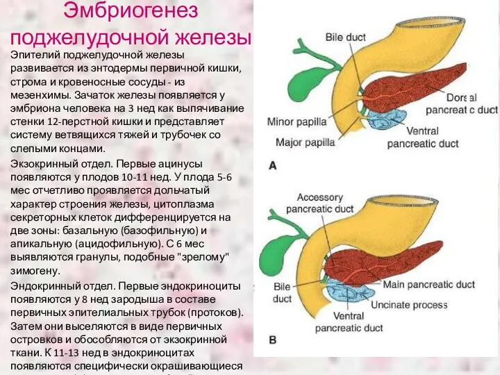 Эмбриогенез поджелудочной железы Эпителий поджелудочной железы развивается из энтодермы первичной