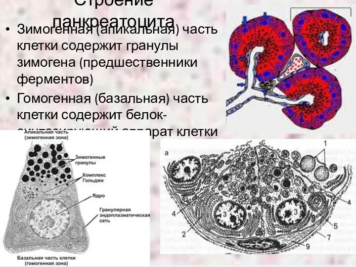 Строение панкреатоцита Зимогенная (апикальная) часть клетки содержит гранулы зимогена (предшественники