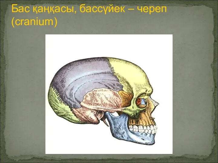 Бас қаңқасы, бассүйек – череп (cranium)