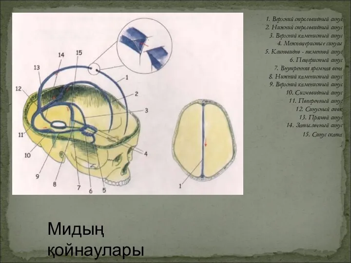 Мидың қойнаулары 1. Верхний стреловидный синус 2. Нижний стреловидный синус