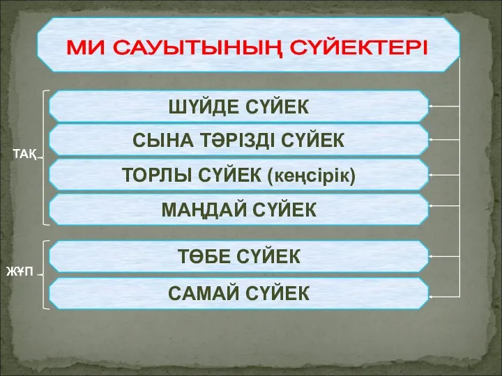 МИ САУЫТЫНЫҢ СҮЙЕКТЕРІ ШҮЙДЕ СҮЙЕК СЫНА ТӘРІЗДІ СҮЙЕК ТОРЛЫ СҮЙЕК