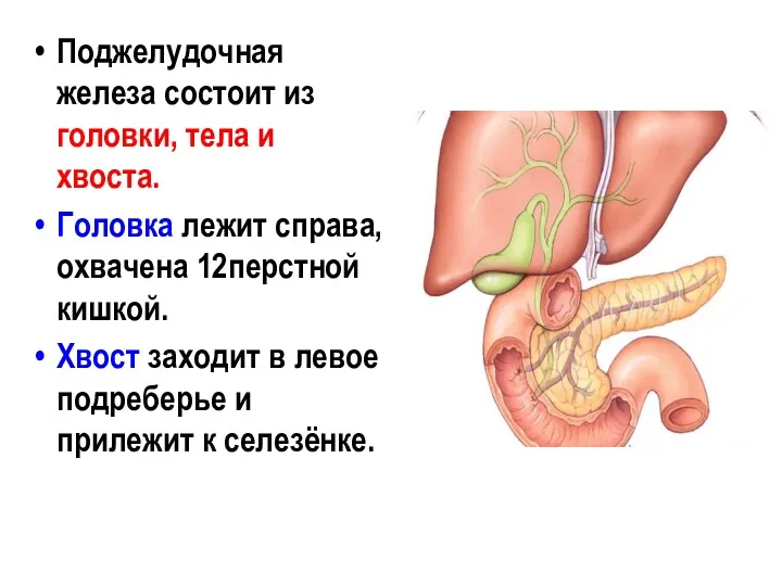 Поджелудочная железа состоит из головки, тела и хвоста. Головка лежит