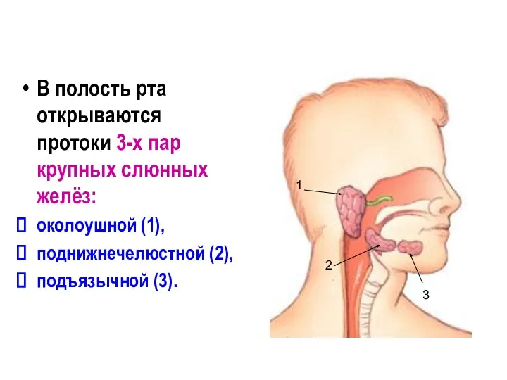 В полость рта открываются протоки 3-х пар крупных слюнных желёз: