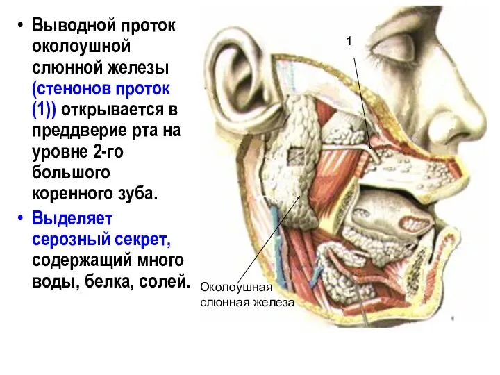Выводной проток околоушной слюнной железы (стенонов проток(1)) открывается в преддверие