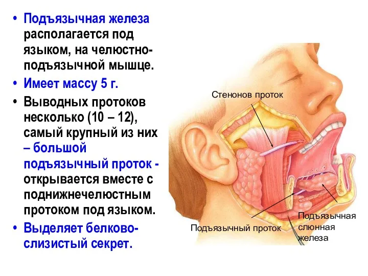 Подъязычная железа располагается под языком, на челюстно-подъязычной мышце. Имеет массу