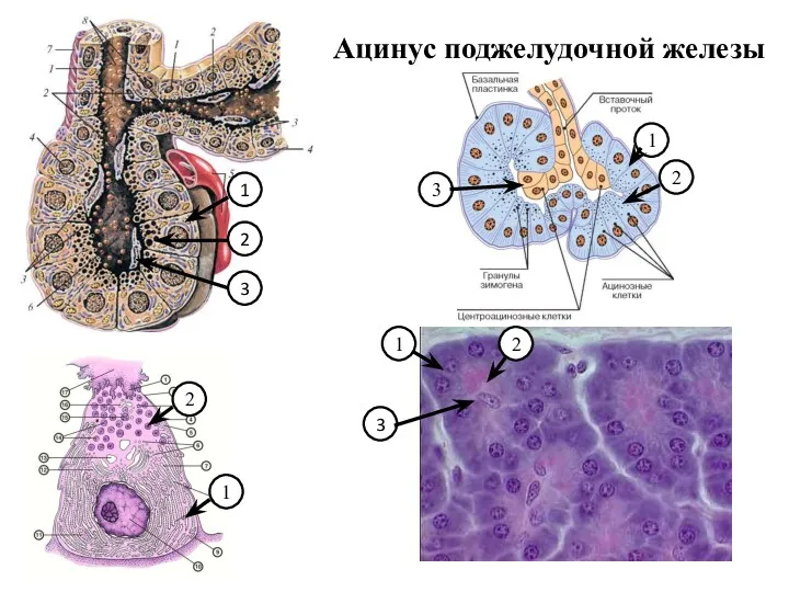 Ацинус поджелудочной железы 2 1 3 3 3 2 2 1 1 1 2