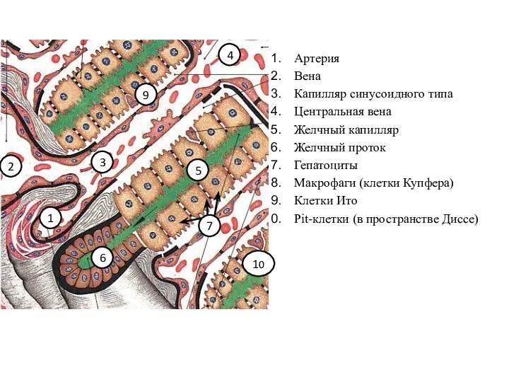 Артерия Вена Капилляр синусоидного типа Центральная вена Желчный капилляр Желчный проток Гепатоциты Макрофаги