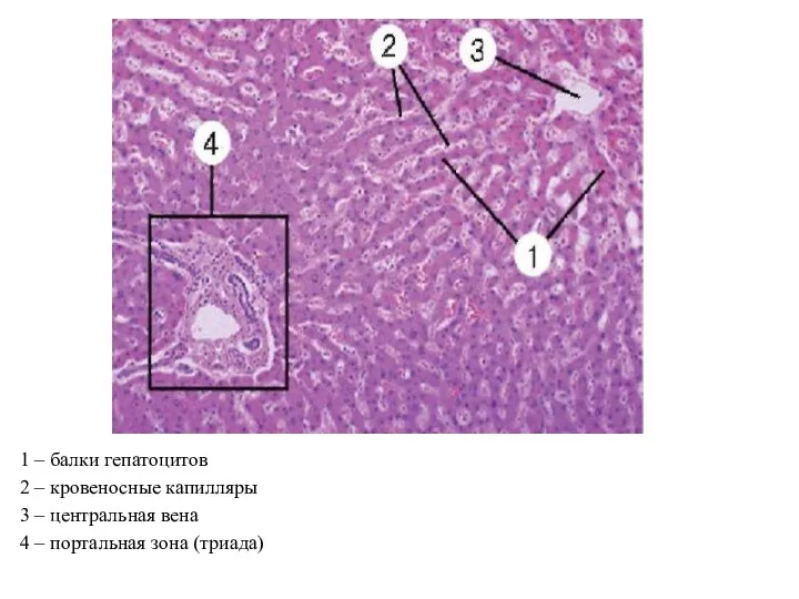 1 – балки гепатоцитов 2 – кровеносные капилляры 3 – центральная вена 4