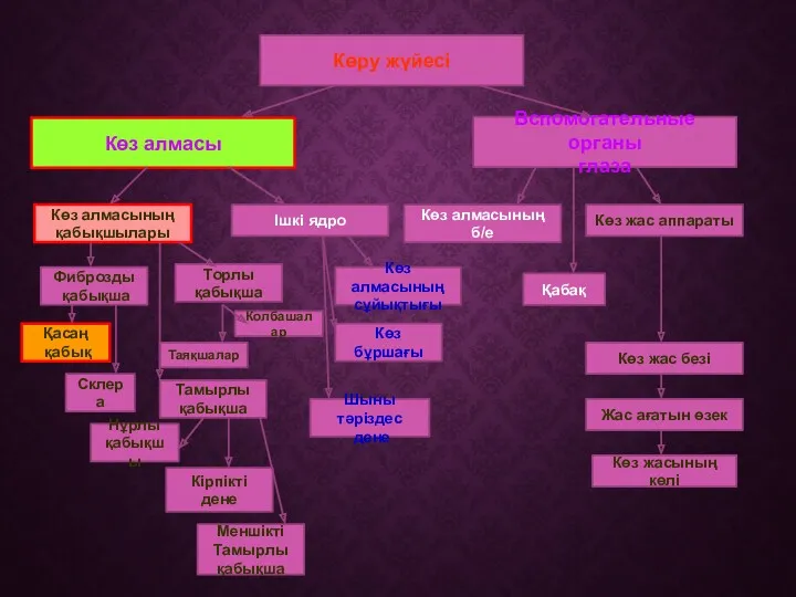 Көру жүйесі Вспомогательные органы глаза Көз алмасы Көз алмасының қабықшылары