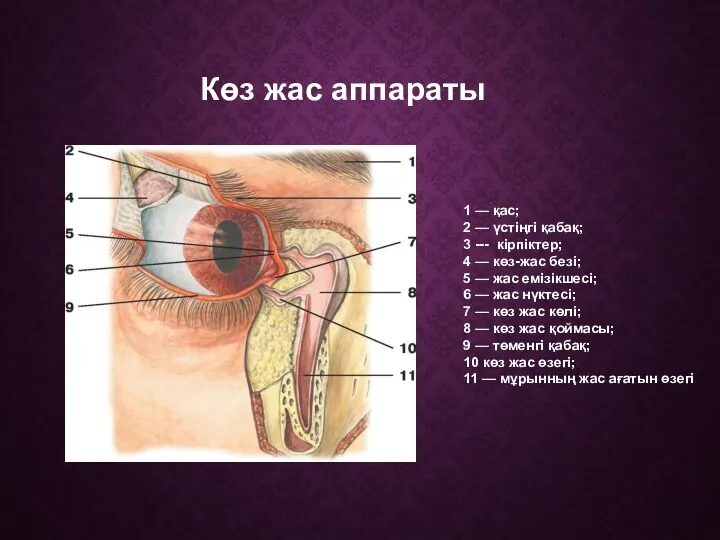 1 — қас; 2 — үстіңгі қабақ; 3 --- кірпіктер;