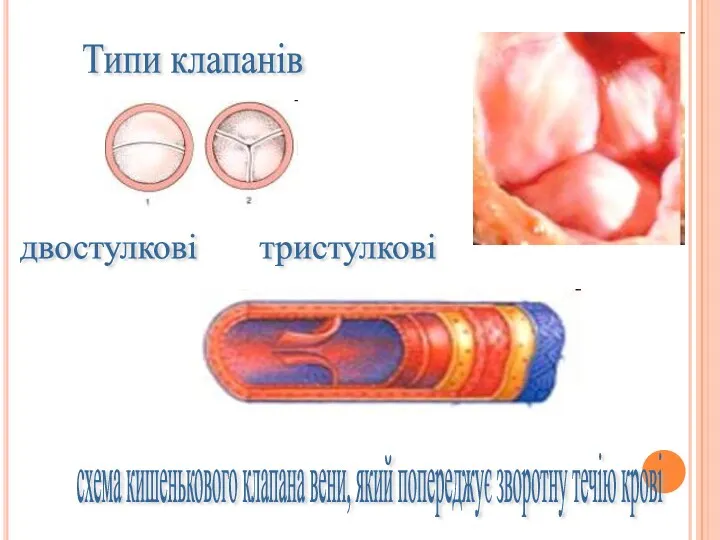 Типи клапанів двостулкові тристулкові схема кишенькового клапана вени, який попереджує зворотну течію крові