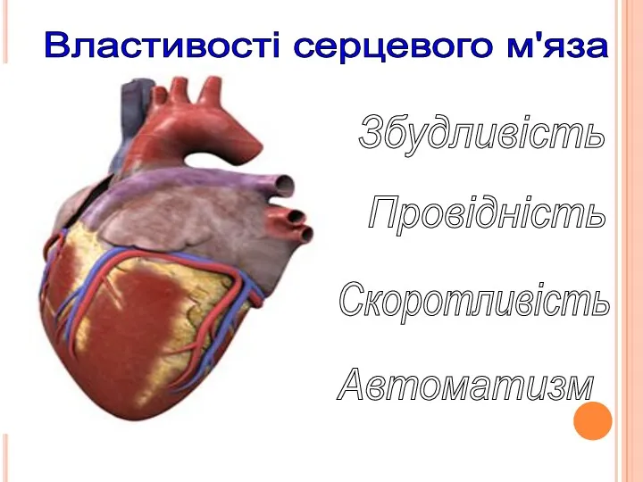 Властивості серцевого м'яза Збудливість Провідність Скоротливість Автоматизм