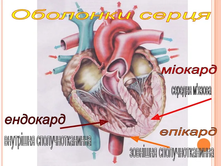 ендокард міокард епікард внутрішня сполучнотканинна середня м'язова зовнішня сполучнотканинна Оболонки серця