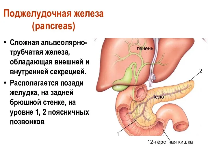 Поджелудочная железа (pancreas) Сложная альвеолярно-трубчатая железа, обладающая внешней и внутренней секрецией. Располагается позади