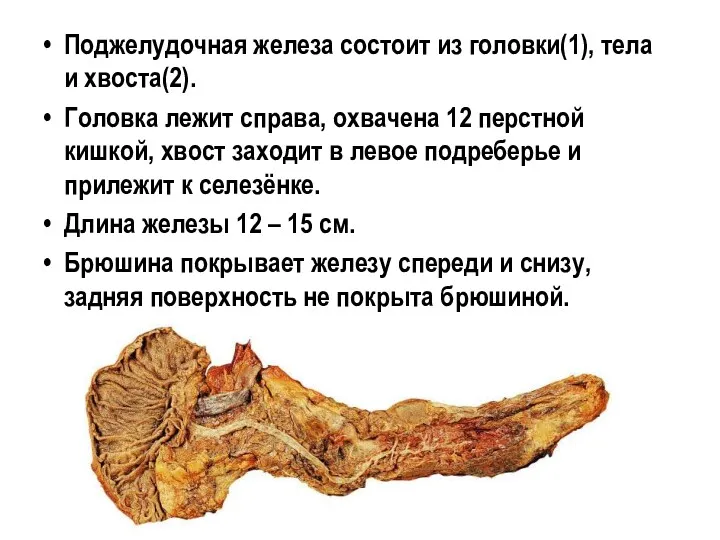Поджелудочная железа состоит из головки(1), тела и хвоста(2). Головка лежит справа, охвачена 12