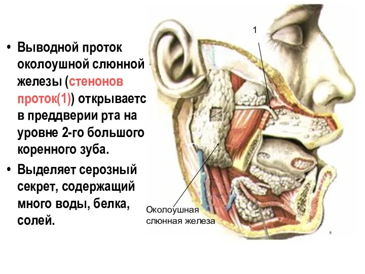 Выводной проток околоушной слюнной железы (стенонов проток(1)) открывается в преддверии рта на уровне