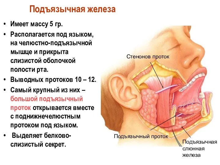 Подъязычная железа Имеет массу 5 гр. Располагается под языком, на челюстно-подъязычной мышце и