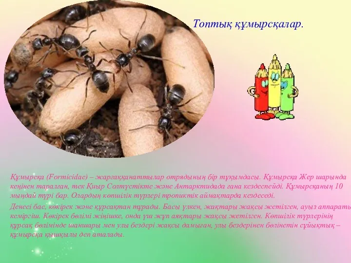 Топтық құмырсқалар. Құмырсқа (Formіcіdae) – жарғаққанаттылар отрядының бір тұқымдасы. Құмырсқа Жер шарында кеңінен