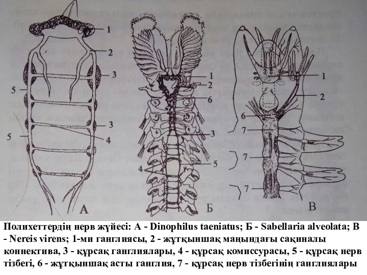 Полихеттердің нерв жүйесі: А - Dinophilus taeniatus; Б - Sabellaria alveolata; В -