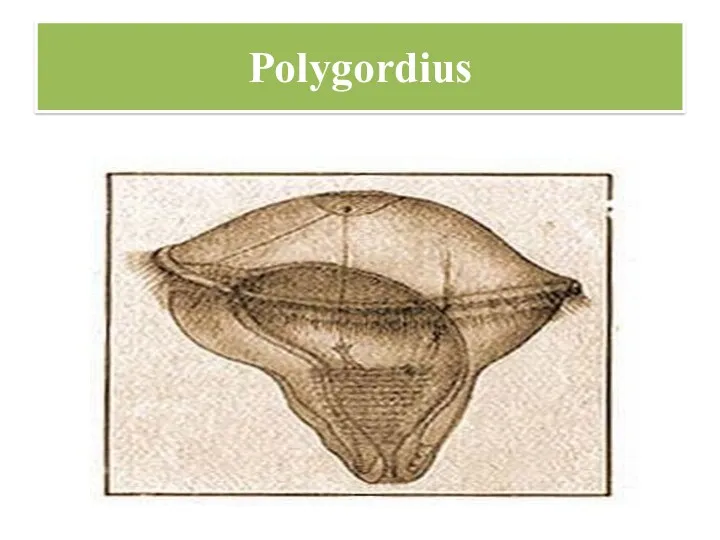 Polygordius