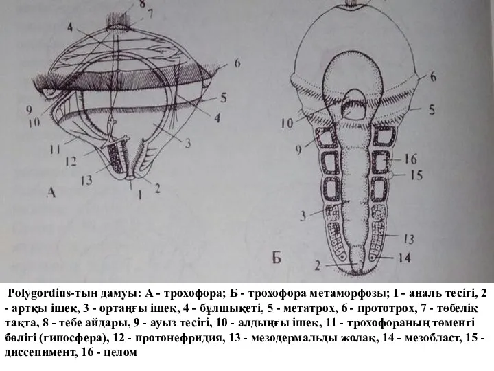 Polygordius-тың дамуы: А - трохофора; Б - трохофора метаморфозы; I - аналь тесігі,
