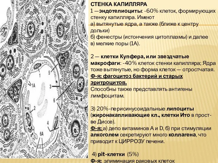 СТЕНКА КАПИЛЛЯРА 1 —эндотелиоциты: -60% клеток, формирующих стенку капилляра. Имеют