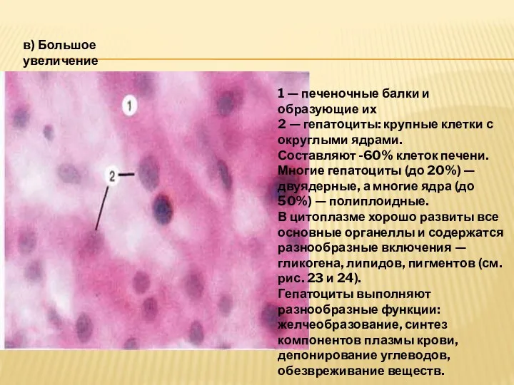 в) Большое увеличение 1 — печеночные балки и образующие их