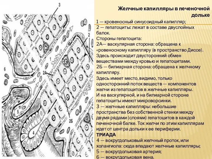 Желчные капилляры в печеночной дольке 1 — кровеносный синусоидный капилляр;