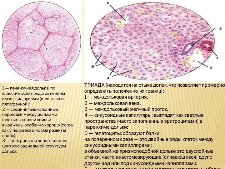 1 — печеночная долька: по классическим представлениям, имеет вид призмы